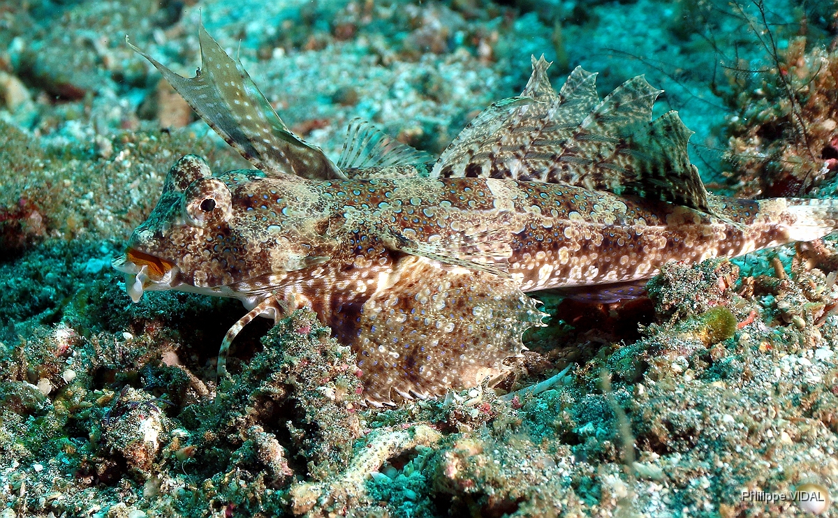 Bali 2016 - Orange and black dragonet - Dragonet orange et noir - Dactylopus kuiteri - IMG_6075_rc.jpg